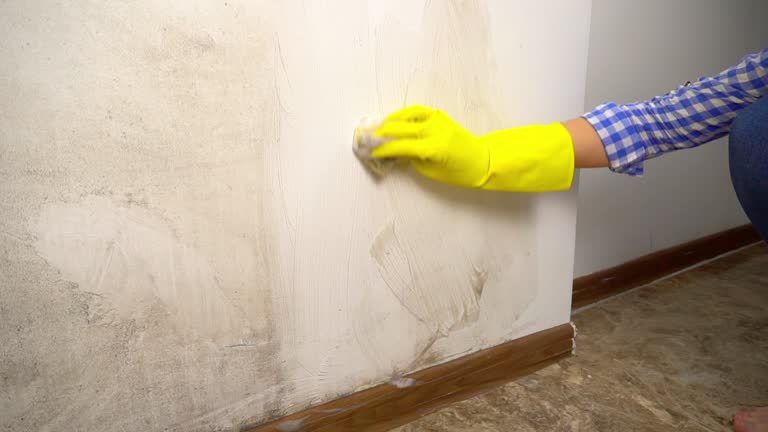 Best Mold Damage Restoration  in Aliquip, PA