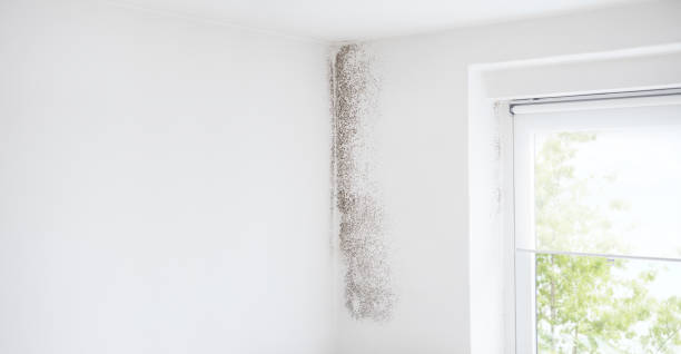 Professional Mold Removal in Aliquippa, PA